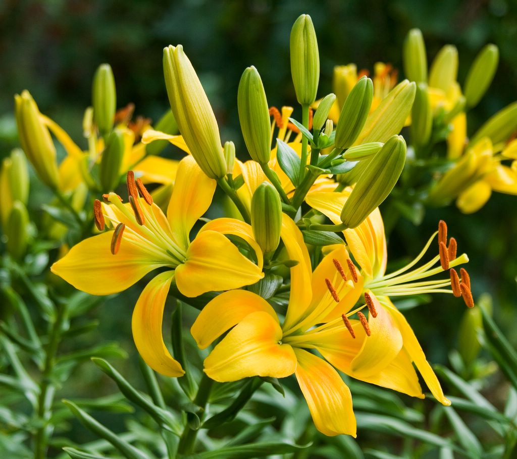 roses and lilies | garden plants: flowering, pictures flowers