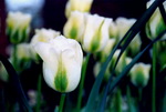 Tulips Photos