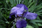 Irises Photos
